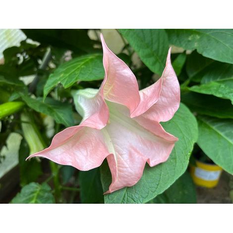 brugmansia (angels trumpet) 3 cuttings  pink single