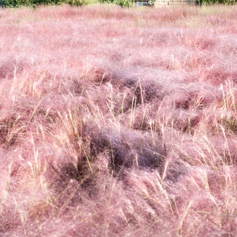 Herbe d'amour - Eragrostis spectabilis pot 3L