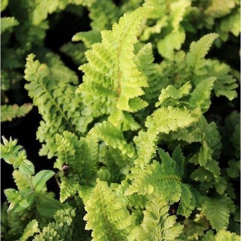 6x Polystichum setiferum 'Congestum' - Fougère naine - Pot 9x9 cm