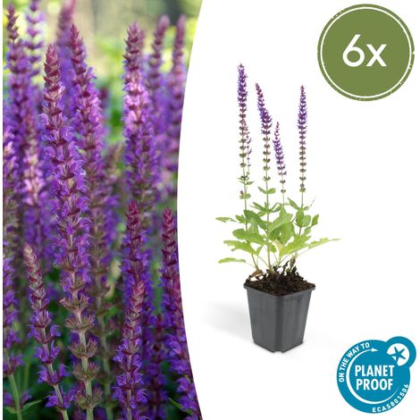 Lot de 6 Sauges des bois Salvia nemorosa 'Ostfriesland' Fleurs Violettes Hauteur 10-25cm Pot Ø 9cm - PANGIVO (1/5)