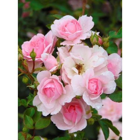 Rosier à massif 'Bonica'® Pot de 3L/4L