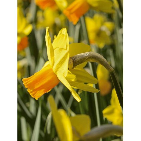 Narcisse 'Jet Fire' Bulbe calibre 10/11 (par 10) (1/2)