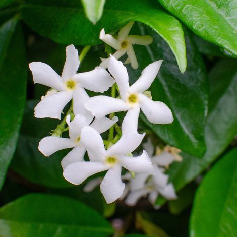 Lot de 2 plants de Jasmin de Toscane (Trachelospermum jasminoides), blanc. Plantes grimpantes rustiques et persistantes, idéales pour les jardins. Hauteur : 50-70 cm. Pot de 15 cm. (1/5)