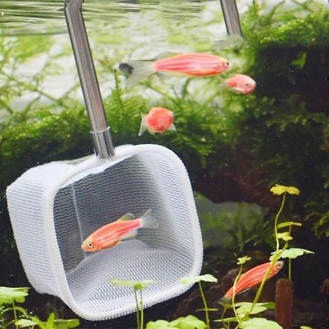 Épuisette d'aquarium à mailles fines, filtre écumeur, filet de capture rapide, poignée extensible - Ronde (1/4)