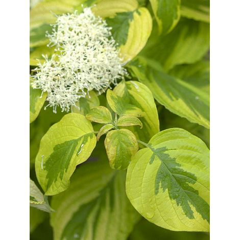 Cornouiller à feuilles alternes 'Golden Shadows 'Wstackman' Pot de 4L/5L (1/2)