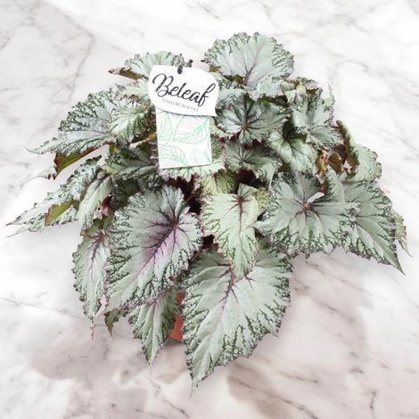 Gardenaria Begonia rex 'Asian tundra' - Pianta da interno ornamentale - Altezza: 22 cm (vaso 12) (1/5)