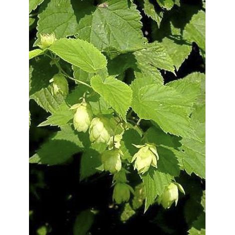 Houblon 'Magnum' Pot de 1,5L/2L