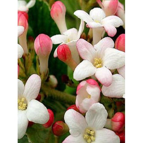 Viorne du Burkwood 'Mohawk' Pot de 4L/5L (1/4)