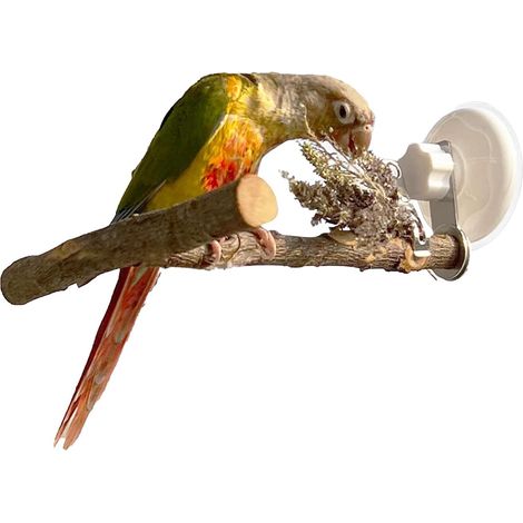 Perchoir Fenêtre Oiseau avec Plateau Déjections Ventouse Bois Fenêtre  Perchoir bain perroquet mural Pour Miroir Mur Cage Salle De Bain Voiture Perruche Calopsitte Inséparable (1/5)