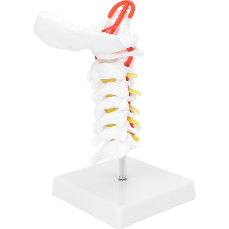 Modèle anatomique de colonne cervicale avec nerfs et artères pour cours de biologie et démonstration médicale (1/5)