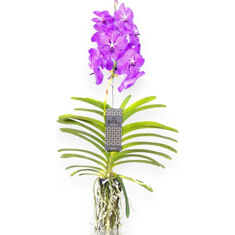 Gardenaria Vanda 'New Blue' - Pianta da interno ornamentale - Altezza: 80 cm (vaso 15) (1/5)