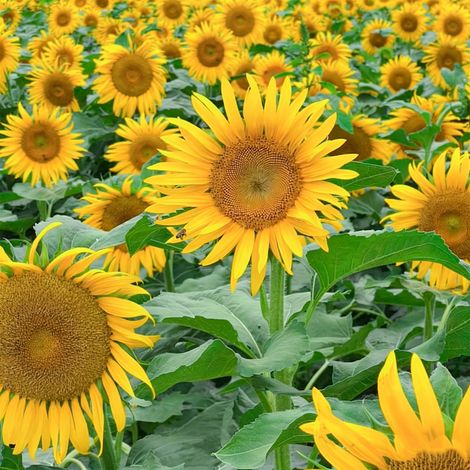 100 graines de tournesol, tournesol jaune nain, graines de fleurs de jardin, tournesols attractifs pour les abeilles (1/5)
