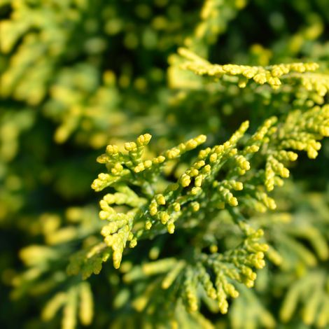 Faux-cyprès de Hinoki Aurora - Chamaecyparis obtusa Aurora 20/25cm Pot 3L (1/4)