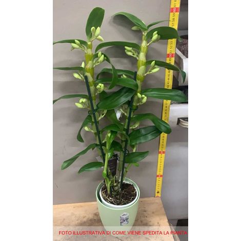 1 PIANTA DI ORCHIDEA DENDROBIUM BIANCA O FUCSIA IN VASO 12CM