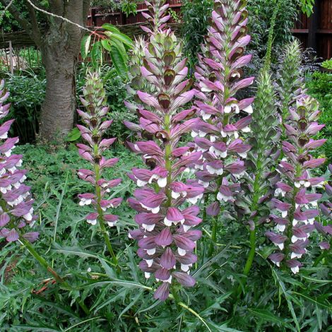 4 x Acanthe épineuse - Acanthus spinosus  - godet 9x9 cm