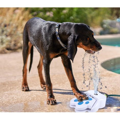 Filiyano-Fontaine à eau pour chien (1/3)
