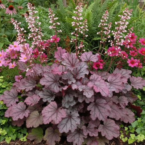 Heuchere Sugar Berry®/Godet - 5/20 cm