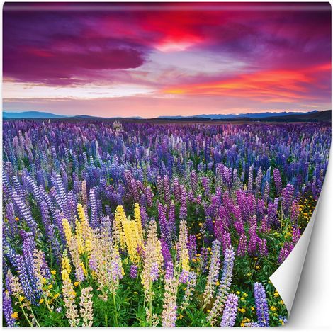 Fototapete Lavendel Blumen auf einer Wiese 150x150 cm (1/5)