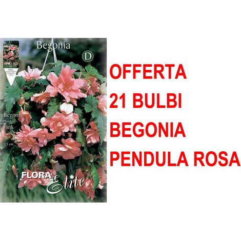 OFFERTA 21 BULBI BEGONIA PENDULA ROSA BULBS BULBES