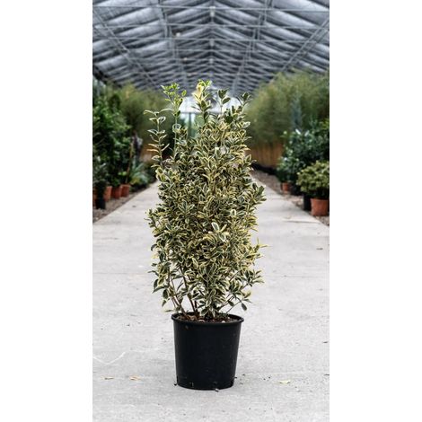 Gardenaria Evonimo - Euonymus japonicus 'Bravo' - Arbusto ornamentale da giardino - Altezza: 40/60 cm (vaso19) (1/5)