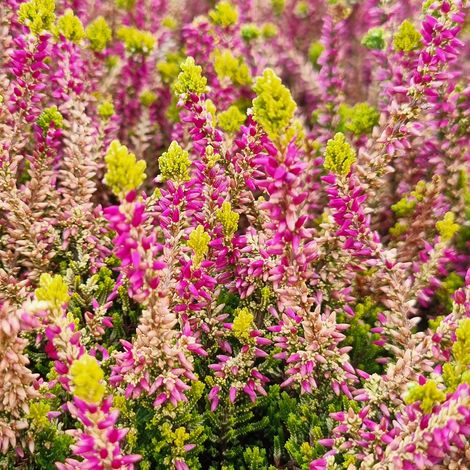Bruyère d'été - Calluna Garden Girls Golden Angie Godet de 8/9 cm