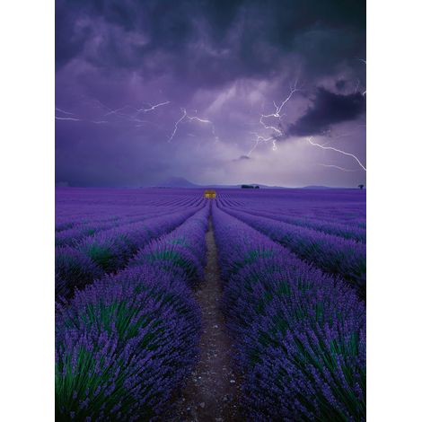 Papier peint panoramique lavande champs effet orageux | Tapisserie panoramique floral violet | Papier peint panoramique salon aspect nature - 192 X 260 cm (4 pièces) (1/2)