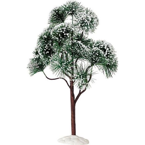 Mountain Pine, Extra Large Cod. 94391