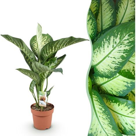 Plante d'Intérieur Dieffenbachia Tropic Snow Feuillage Panaché Pot Ø 21 cm Hauteur 90-100 cm - PANGIVO (1/5)