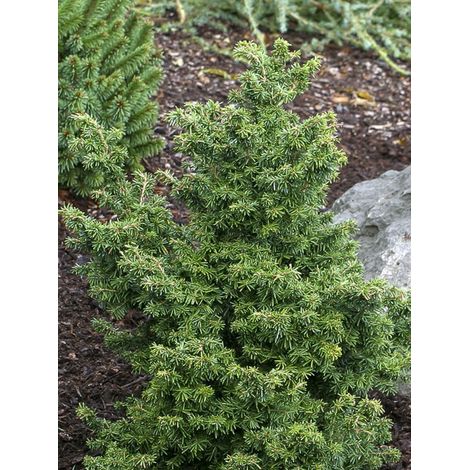 Tsuga du canada 'Jervis' Pot de 7,5L/10L (1/2)