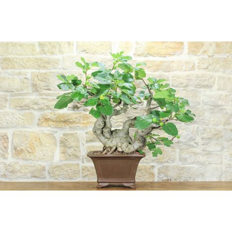 Bonsai di Fico (82) (1/5)