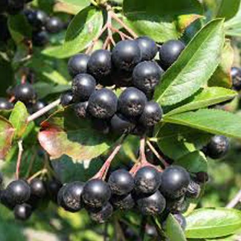 Aronie à fruits noirs - Aronia melanocarpa  - 40-60 cm pot