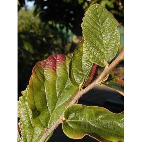 Parrotia persica 'Vanessa' Godet de 8/9 cm