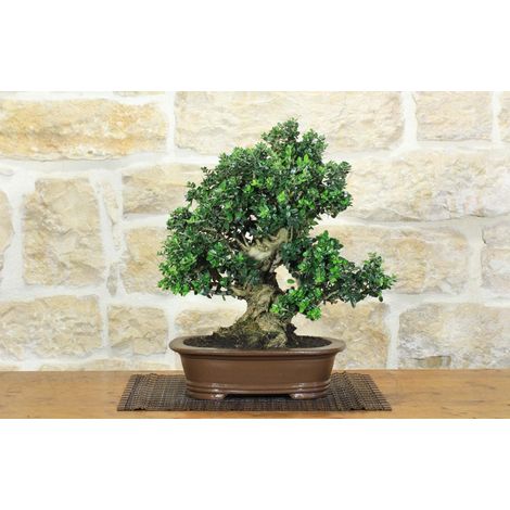 Bonsai di Olivastro (296)