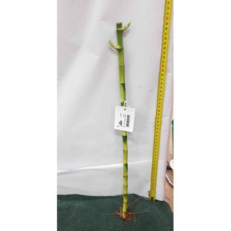 LUCKY BAMBOO 50CM (BAMBÙ DELLA FORTUNA)