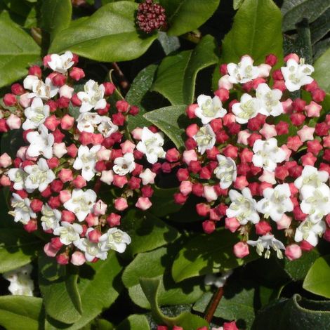 Viorne, Laurier Tin Gwenllian/Pot de 3L (1/5)