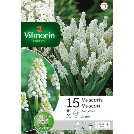 Vilmorin Muscari Botryoides (x15) (1/2)