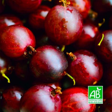 Pépinières Naudet – Groseillier à maquereau 'Freedonia' BIO – Gros fruits rouges en juillet/août – Autofertile – Rusticité jusqu'à -15°C (1/5)