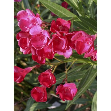 Laurier rose 'Jannoch' Pot de 3L/4L, Buisson (1/3)
