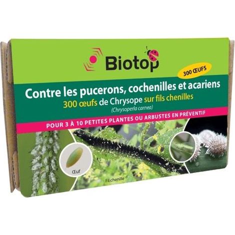 Chrysope 300 oeufs (1/4)