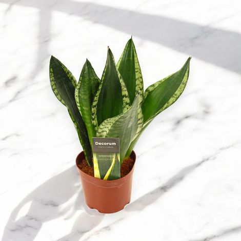 Gardenaria Sansevieria trifasciata 'Silver Flame' - Pianta da interno ornamentale - Altezza: 40 cm (vaso 14) (1/5)