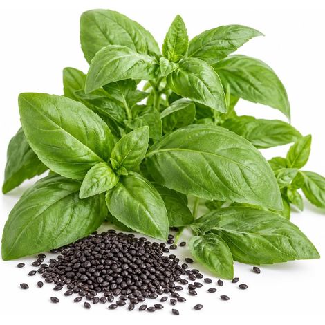 Graines de Basilic BIO Genovese - 500 graines - Semences biologiques aromatiques pour jardin, balcon, carré potager et cuisine (1/5)