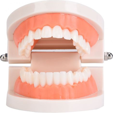 Modèle d'enseignement buccal pour enfants de maternelle, outil de brossage dentaire, maquette dentaire de laboratoire pour soins de santé (1/5)