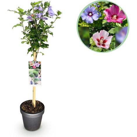 Hibiscus syriacus Tricolour - Arbre sur Tige pour Terrasse et Balcon - Fleurs Tricolores - 90 cm - PANGIVO (1/5)