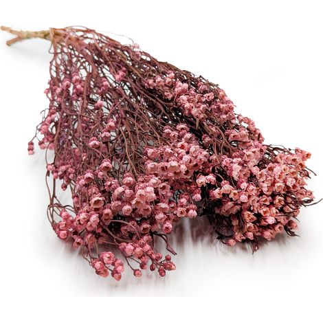 Oxodia Seco - Rosa claro