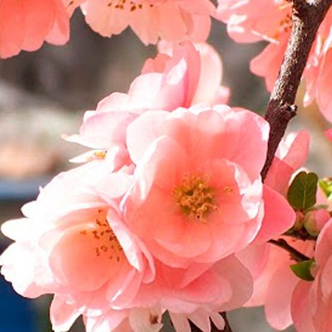 Cognassier du Japon Falconnet charlet, Chaenomeles/Pot de 3L - 20/40 cm