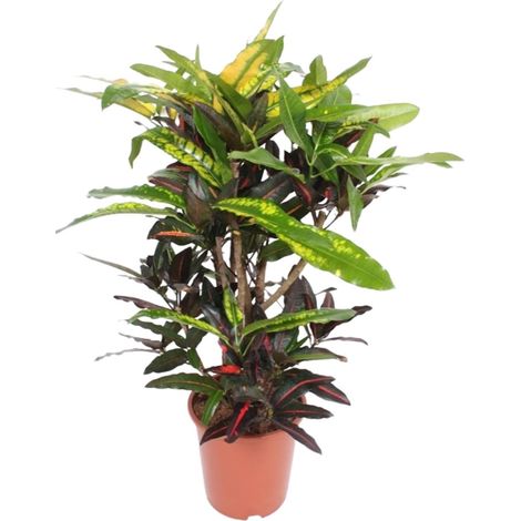 Plante d'Intérieur Croton Codiaeum Mango Feuillage Multicolore Pot Ø27 cm Hauteur 110 cm - PANGIVO (1/4)