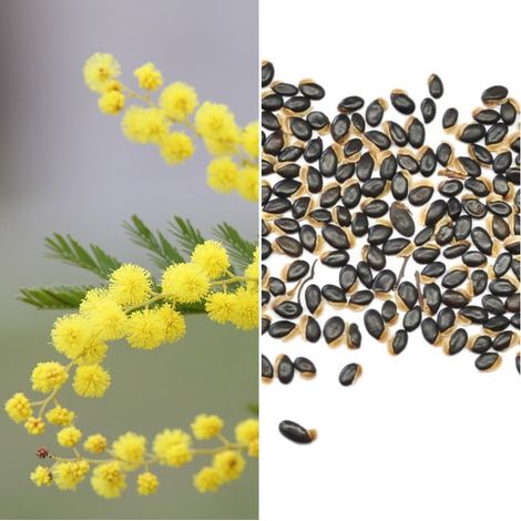 Semillas de Mimosa Elegante. Acacia Decora. 5 Gramos
