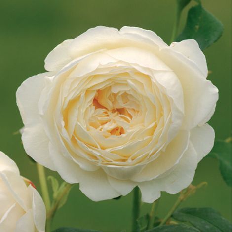 ROSA CLAIR AUSTIN GRANDE FIORE