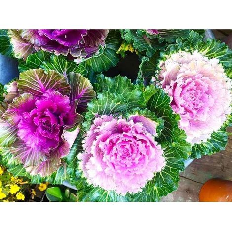 Semences Chou Ornemental Japonais 200 – Fleurs Comestibles et Colorées, Idéal pour Jardin et Potager Décoratif (1/5)