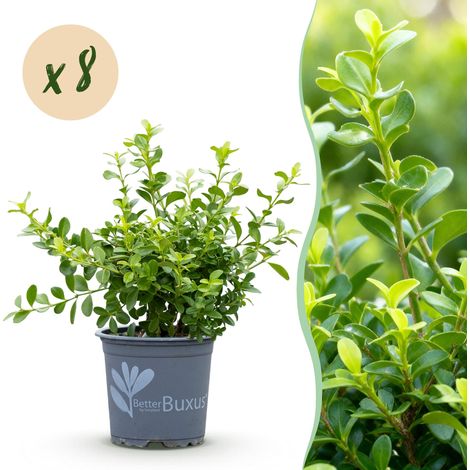 Buis pour Haie Babylon Beauty Résistant Maladies et Pyrale Lot de 8 Plantes - PANGIVO (1/5)
